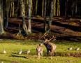 Der Wildwald Vosswinkel gibt durch das grosse Gelnde ein...